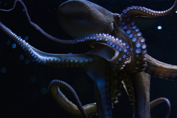 Kraken tor зеркало