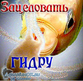 Где брать ссылки на кракен
